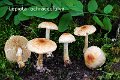 Lepiota ochraceofulva-amf72